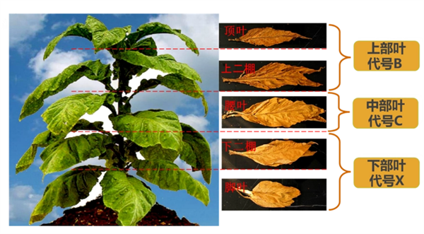 煙葉怎么分級(jí)？煙葉分級(jí)原理和方法