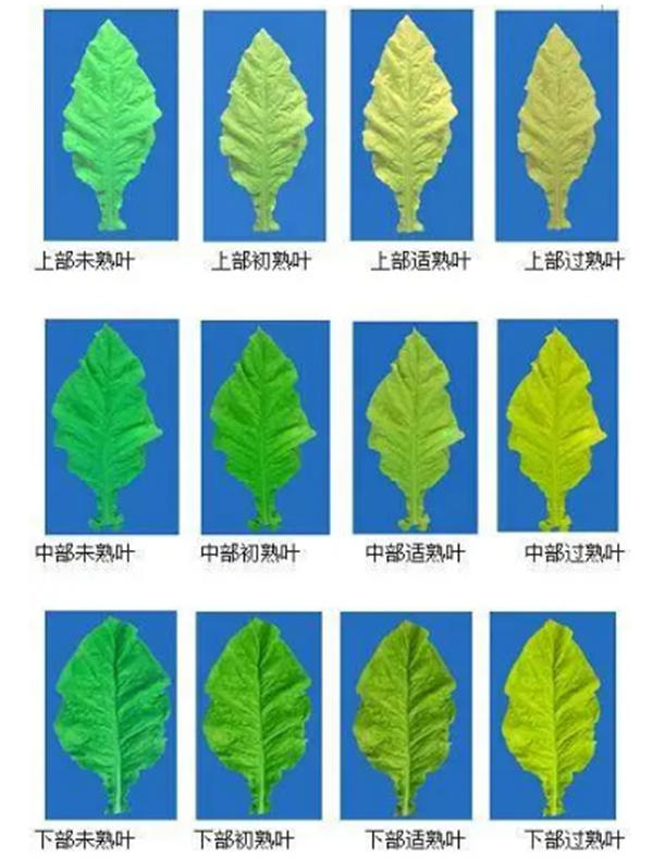 煙葉怎么分級(jí)？煙葉分級(jí)原理和方法2